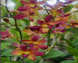 Dendrobium (Thong Deang x Ckaii ) Flask