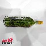 Dendrobium (Thong Deang x Ckaii ) Flask