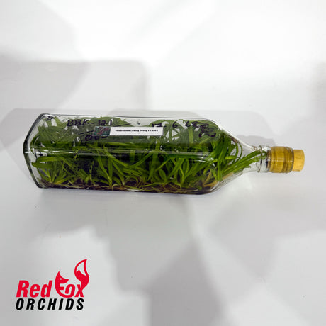 Dendrobium (Thong Deang x Ckaii ) Flask