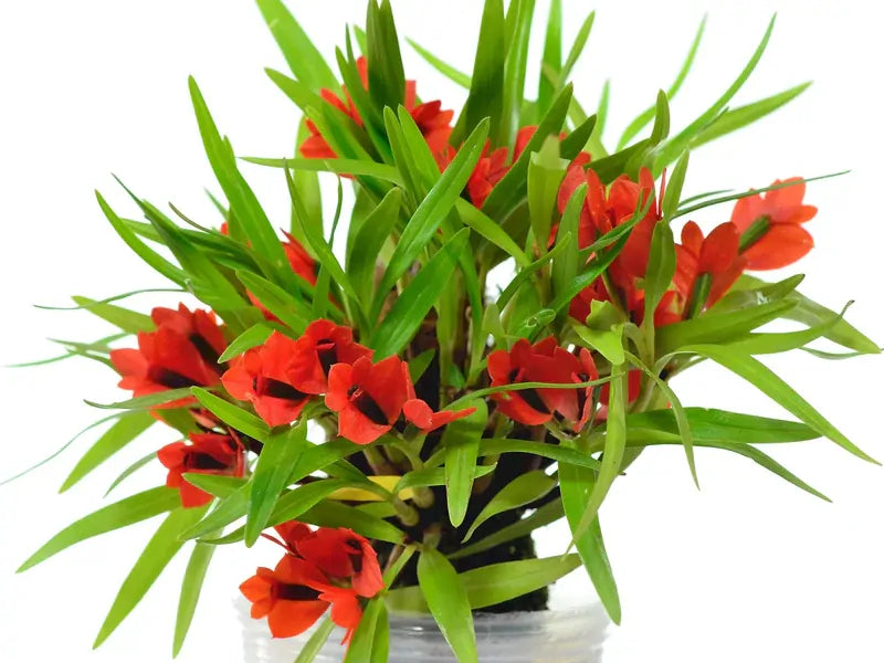 Dendrobium vexillarius 'Red' Flask