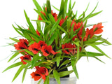 Dendrobium vexillarius 'Red' Flask