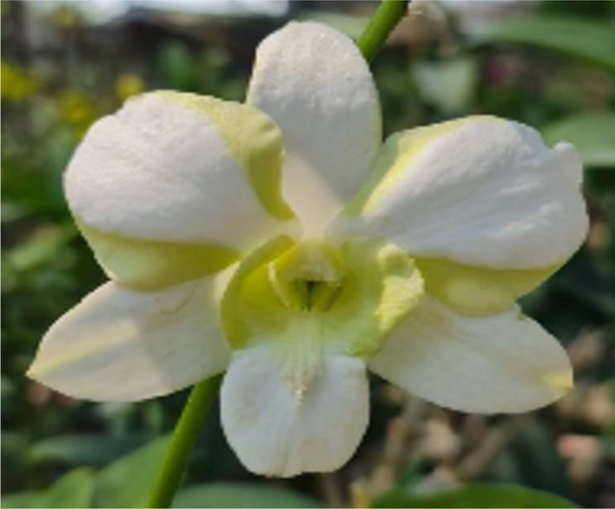 Dendrobium Erawan Green Flask