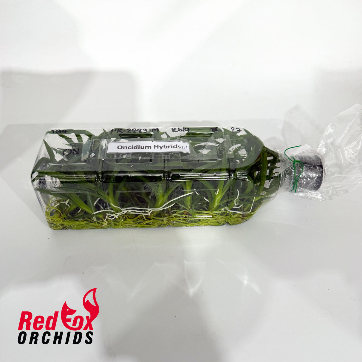 Rodrumnia Sakurada 'PK' (mericlone) Flask