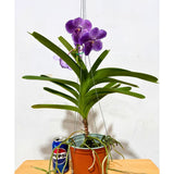 Vanda Robert's Delight 'Alexander'