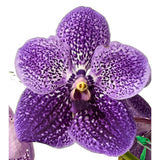 Vanda Robert's Delight 'Alexander'