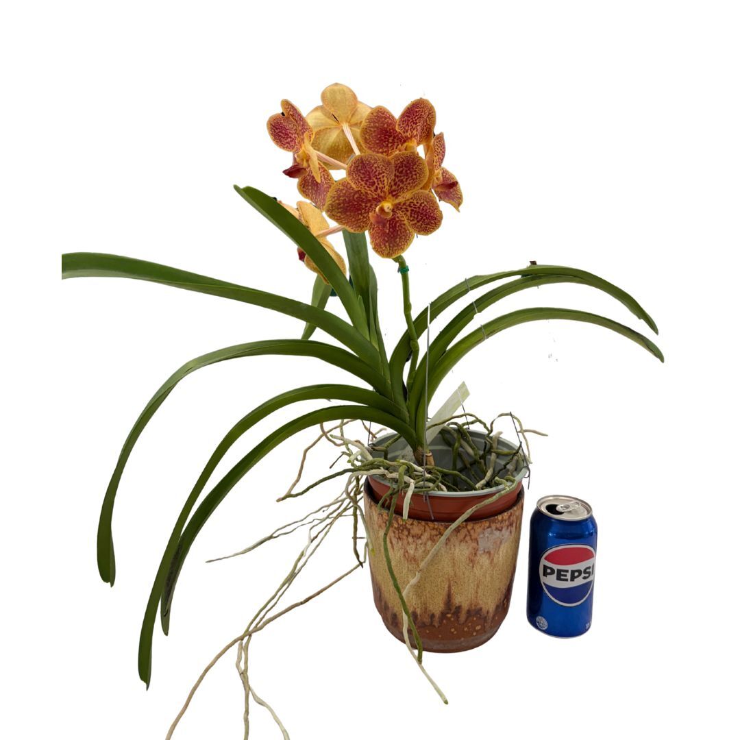 Vanda (Madame rattana X V. chavananand X V. suksamran spots) X (v. Blitz heartthrob X Ascda. gua chia long)