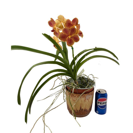 Vanda (Madame rattana X V. chavananand X V. suksamran spots) X (v. Blitz heartthrob X Ascda. gua chia long)