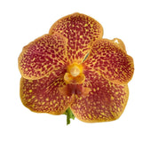 Vanda (Madame rattana X V. chavananand X V. suksamran spots) X (v. Blitz heartthrob X Ascda. gua chia long)