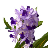 Vascostylis Janice Allison X Vascostylis thailand blue
