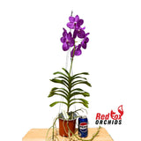 Vanda Orchid - Vanda Pakchong Pink