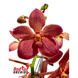 Vanda Orchid - Renantanda Cherry Rose