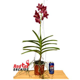 Vanda Orchid - Renantanda Cherry Rose