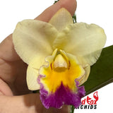 Cattleya Royal Beau 'Alex' X Pot. Lisa Taylor Gallis 'Slater'
