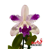 Cattleya Intermedia var. orlata 'Beauty Newk'