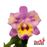 Cattleya Mem Jerome Schultz 'Bette' X C. Dald Good One 'Janelle'