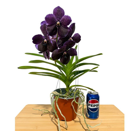 Vanda Fuchs Delight 'Black'