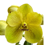 Vanda Pakchong Gold X Vanda Sanderiana Florida