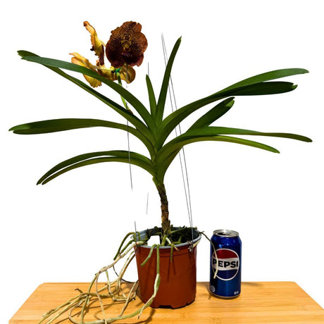 Vanda Pakchong Gold X Vanda Suksamran