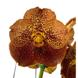 Vanda Pakchong Gold X Vanda Suksamran