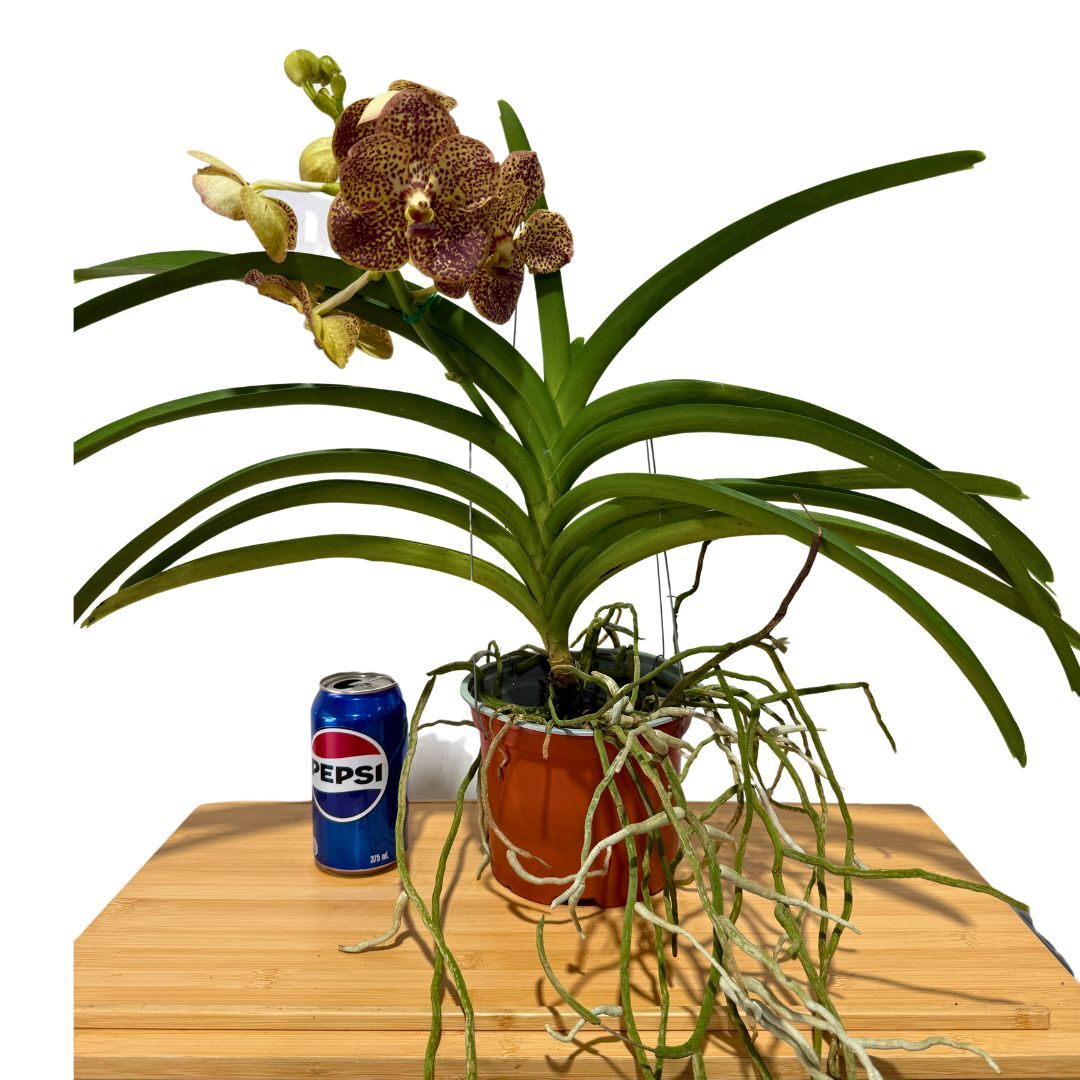 Ascocenda lenakamolphun X Vanda coerulea