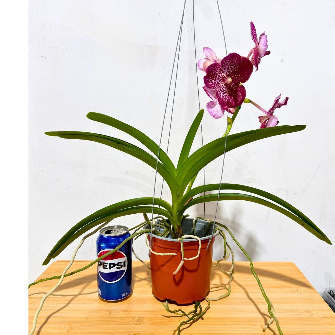 Vanda Roberts Delight 'Red'