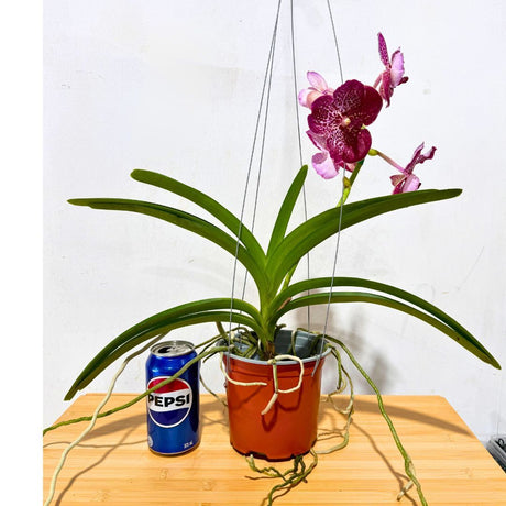 Vanda Roberts Delight 'Red'