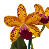 Rhyncholaeliocattleya Deception Variable 'Crissy' X Rth. (Topaz Music X Jungle Hotspot)