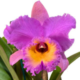Rhyncholaelioattleya Burdekin Bells 'Rosco' X Brunswick Gem 'Coral'