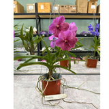 Vanda Kultana Pink x Vanda Kultana Fushia