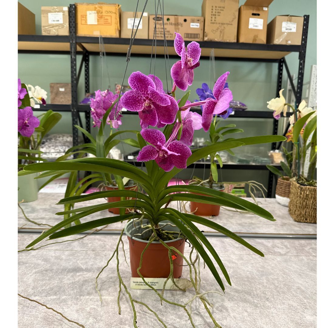 Vanda (pimpron X changrai) X Vanda Gordon Dillon