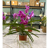 Vanda (pimpron X changrai) X Vanda Gordon Dillon