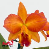 Brassolaeliocattleya Golden Tang X Slc. Fire Lighter