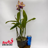 Sophrolaeliocattleya Ollies' Folly X C. Deception Drop (4n) 'Copper & Spots'