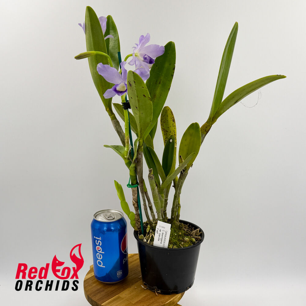 Cattleya bowringiana var. coerulea x self
