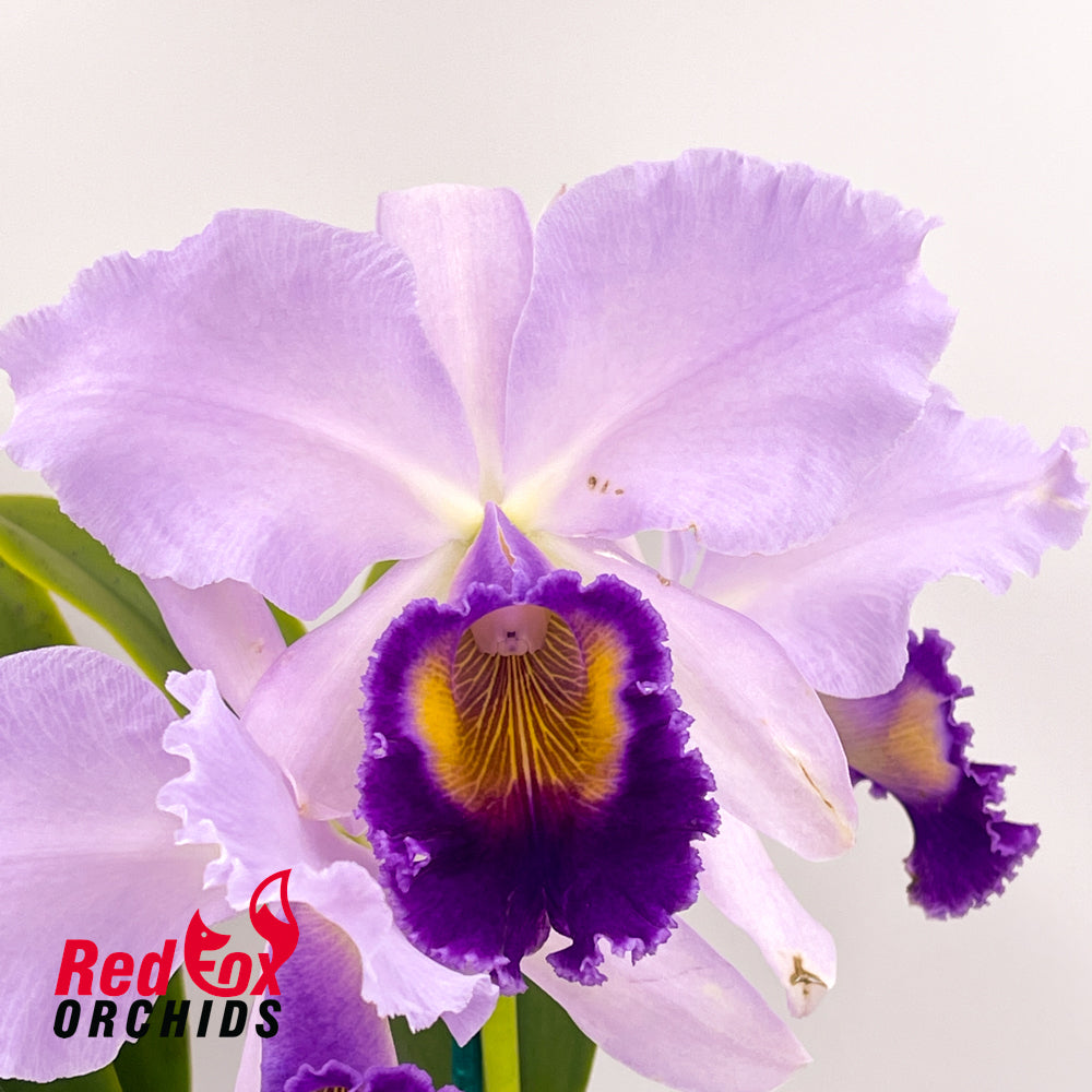 Laeliocattleya Dinard 'Blue Heaven'