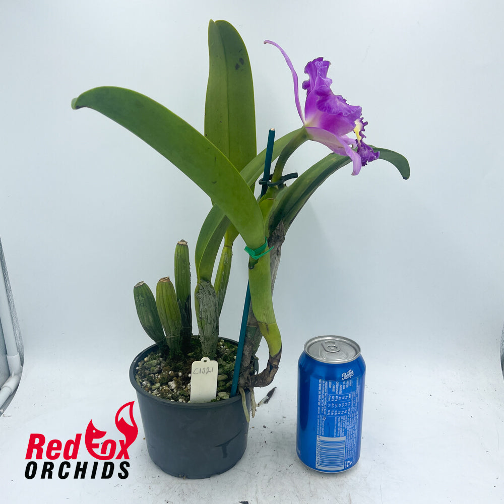 Laeliocattleya Mari's Song 'CTM-217' x Blc. Dal's Monarch 'Southern Cross'
