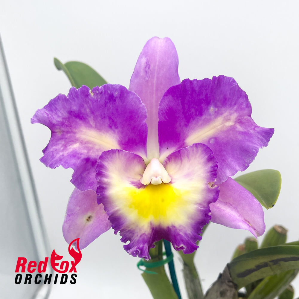 Laeliocattleya Mari's Song 'CTM-217' x Blc. Dal's Monarch 'Southern Cross'