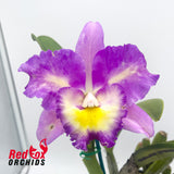 Laeliocattleya Mari's Song 'CTM-217' x Blc. Dal's Monarch 'Southern Cross'