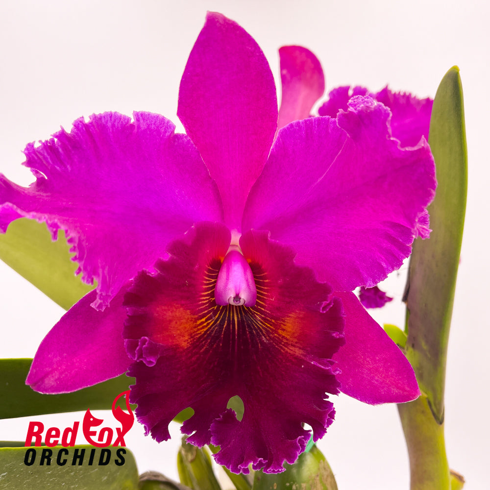 Brassolaeliocattleya Sanyung Ruby 'King Kong'