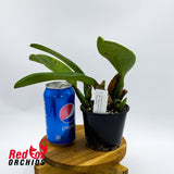 Brassolaeliocattleya Sanyung Ruby 'King Kong'