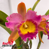 Brassolaeliocattleya Ploenpit Golden Delight 'R. Chaweewan' x Blc. Mahina Yahiro