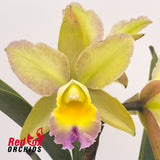 Sophrolaeliocattleya Ollies' Folly x Brassolaeliocattleya Topaz Dancer