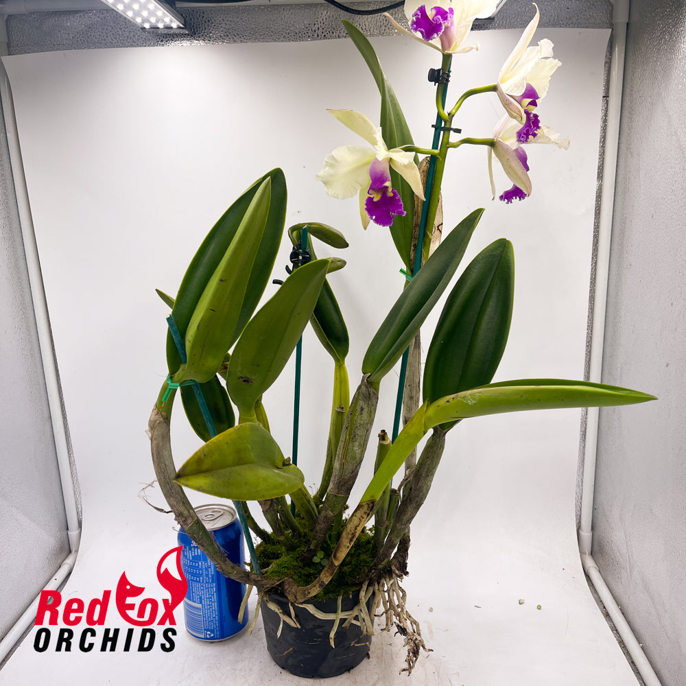 Brassolaeliocattleya Topaz Music 'White Feathers Purple Lip' x (Lc. Mildred Rives x Blc. Burdekin Bells) 'Ice Baby'