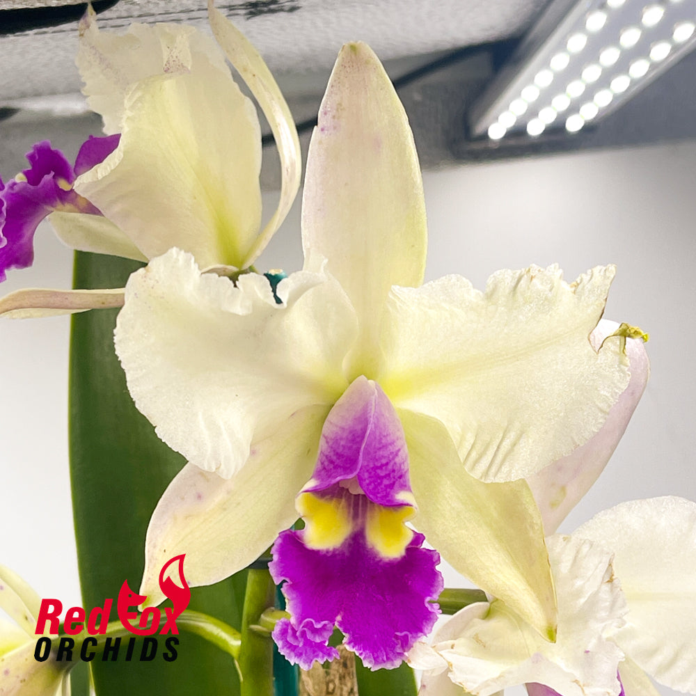 Brassolaeliocattleya Topaz Music 'White Feathers Purple Lip' x (Lc. Mildred Rives x Blc. Burdekin Bells) 'Ice Baby'