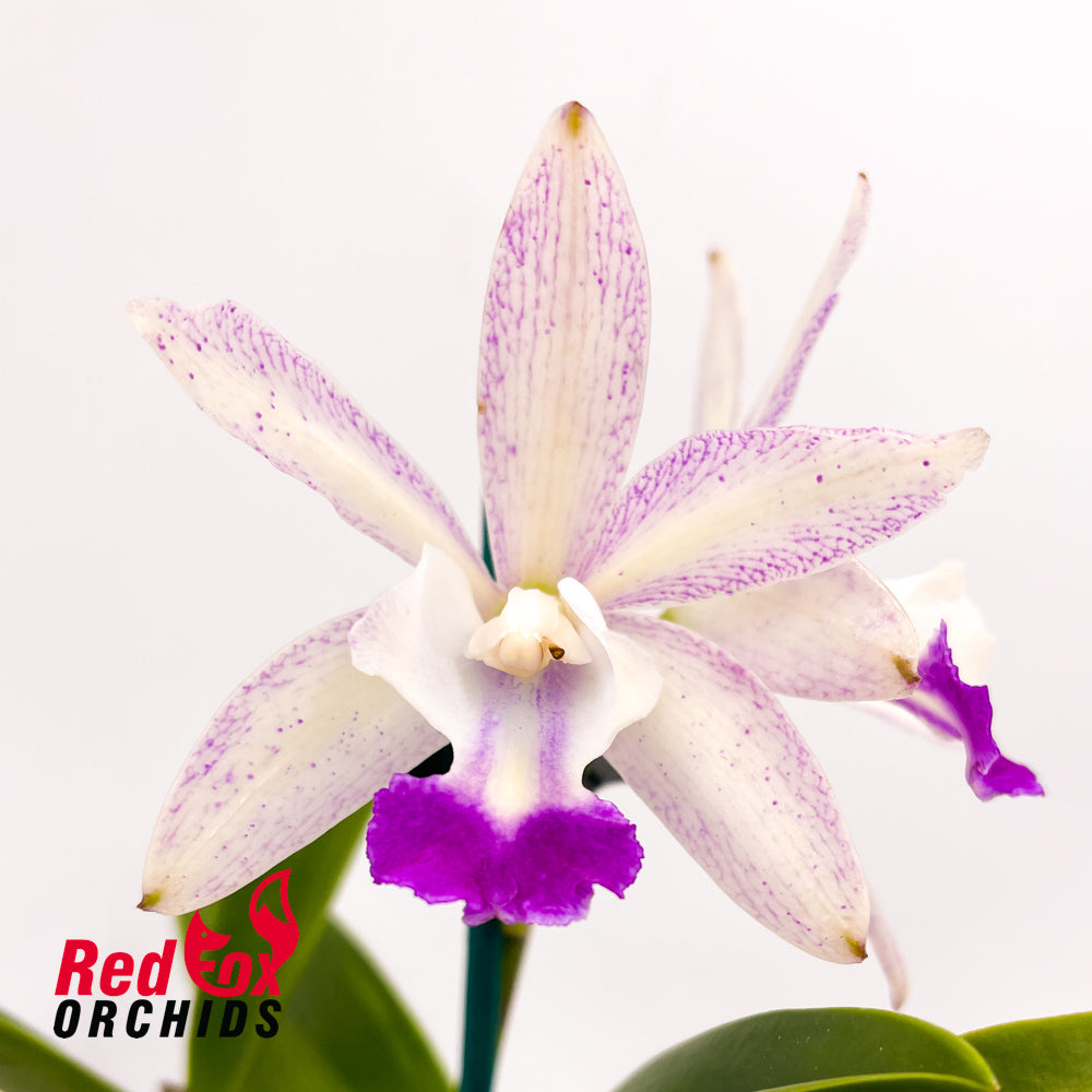 Brassolaeliocattleya Marg Putman X Slc. Jungle Gem
