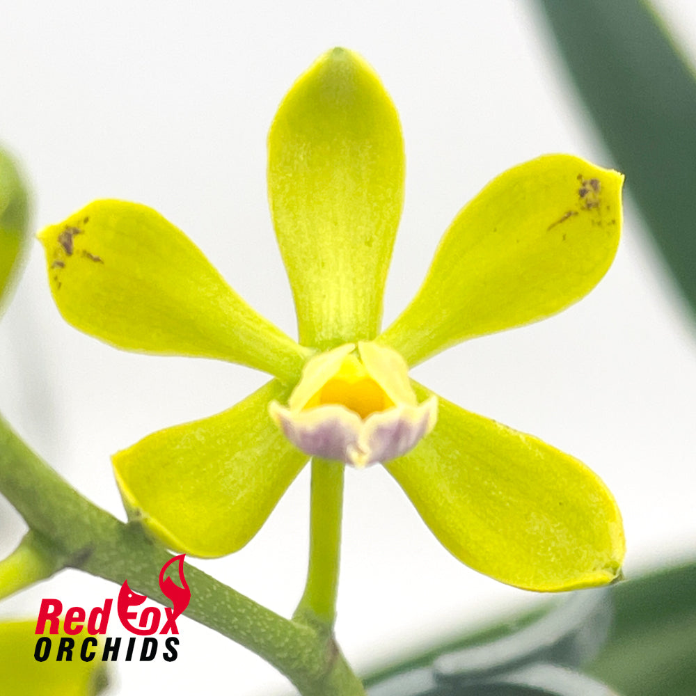 Epilaeliocattleya El Cind 'Green' [(El Hatillo x Cindy)] x Enc. Steinbachianum
