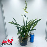 Epilaeliocattleya El Cind 'Green' [(El Hatillo x Cindy)] x Enc. Steinbachianum