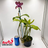 Cattleya Caudabec Candy (4n) X C. Deception Drop (4n) 'Copper'