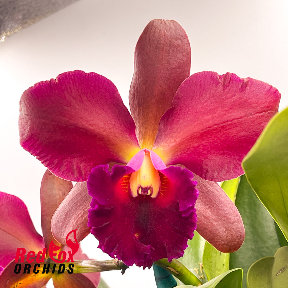 Rhyncholaeliocattleya Deception Delta