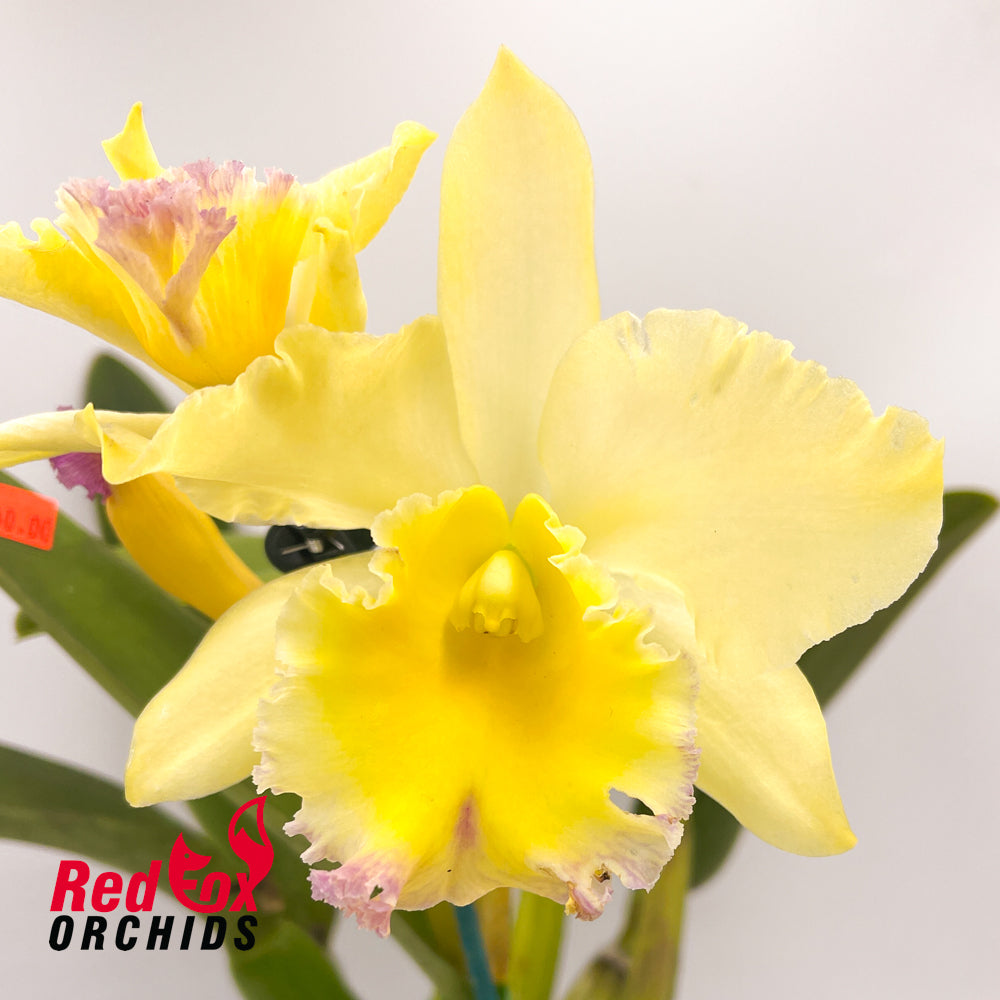 Potinara Burdekin Starbright 'Burdekin' x Blc. California Girl